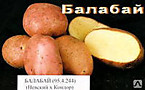 Картофель "БАЛАБАЙ"