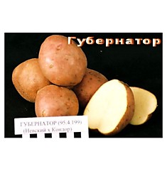 Картофель "ГУБЕРНАТОР"