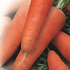 Морковь "Красный великан"