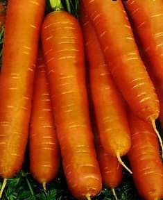 Морковь "Медовая"