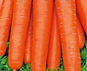 Морковь без сердцевины