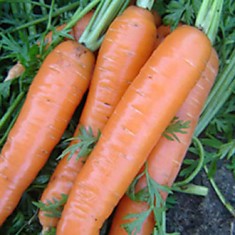Морковь "КАМПО"