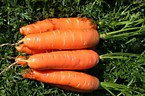 Морковь "КАРАМЕЛЬНАЯ" для хранения