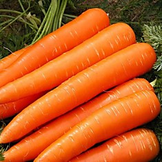 Морковь "КОРОЛЕВА ОСЕНИ " на ленте