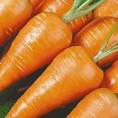 Морковь "МО"