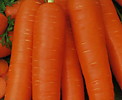 Морковь "Мускат"