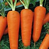 Морковь "ШАНТАНЕ" на ленте