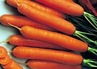 Морковь "НандринF1"