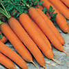 Морковь "Нантская без сердцевины"