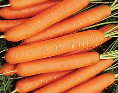 Морковь "Нантская"
