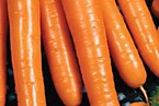 Морковь "Нектар F1"
